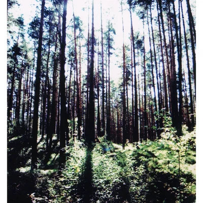 A Forest