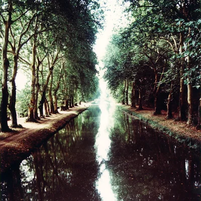 A Forest