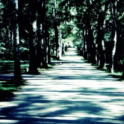 A Forest
