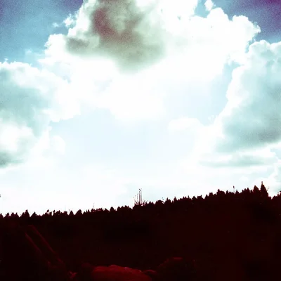 A Forest